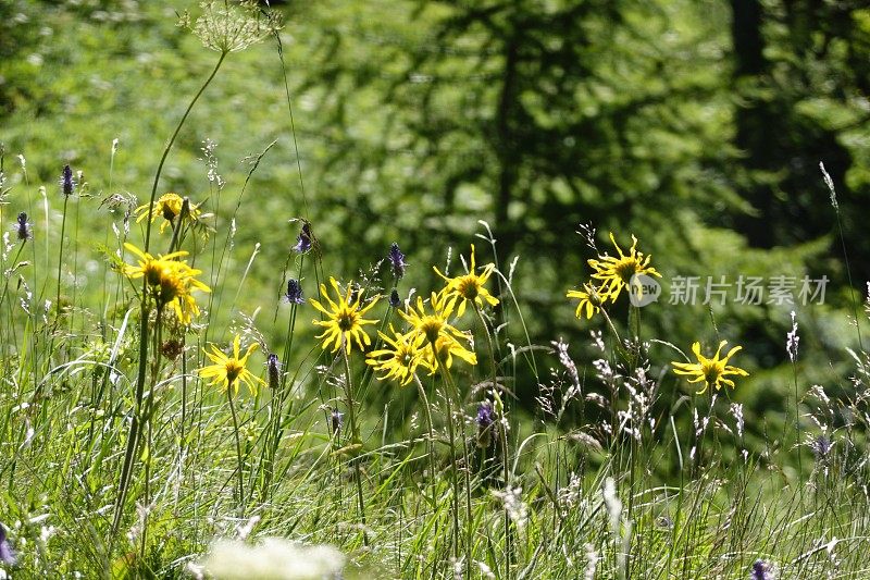 Alpe Devero - Piedmont - Italy报道